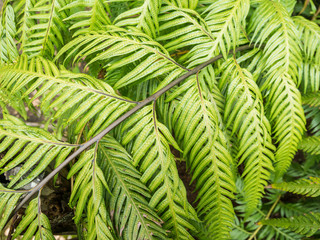 Green Fern Leaves in the Garden