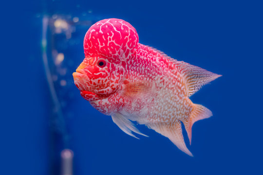 Close up Flowerhorn Cichlid fish on blue background