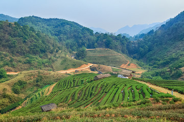 Tea plantation in the Chiang Mai highlands, Thailand