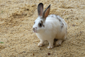 cute white rabbit on the ground in the garden
