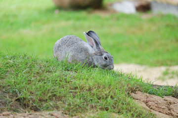 cute grey rabbit on the grass in the garden