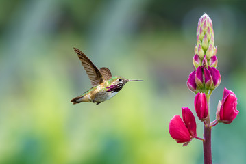 Fototapeta na wymiar Annas Hummingbird over blurred green summer background