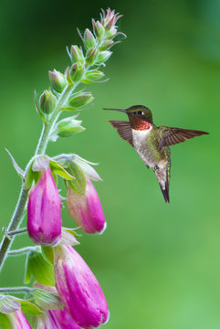 Hummingbird hover in mid-air in the garden vertical image