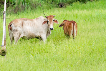 Thai cow and calf