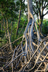 The roots of the mangroves