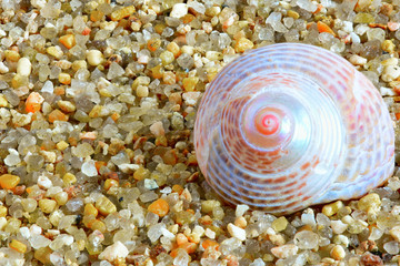 shell