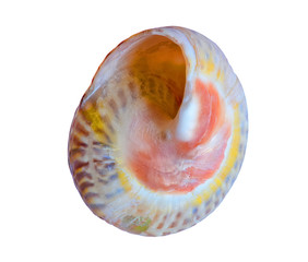 shell