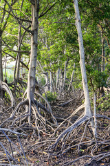 The roots of the mangroves