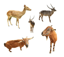 Collection of animal wildlife