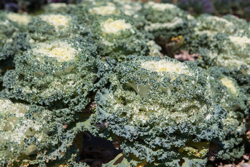 Fresh young organic collard greens