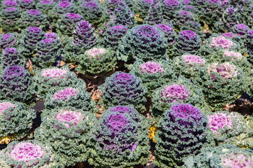 Fresh young organic collard