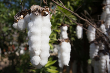 Cotton   field ready for harvest