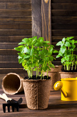 Green basil sprouts