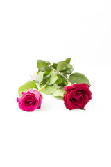 Fototapeta premium Red and Pink Rose isolated on White background