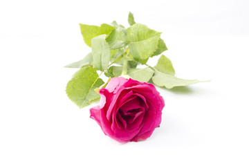 Pink Rose isolated on White background