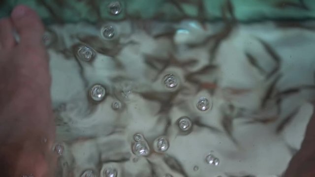 Garra Rufa fishes eating dead skin and cleaning man feet in aquarium