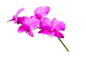 pink orchid isolated