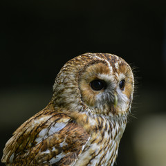 Stunning portrait of Tawny Owl Strix Aluco