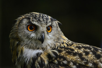 Stunning portrait of European Eagle Owl bubo bubo