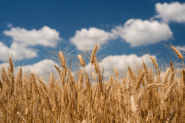 Cereal Plants, Wheat, with different focus