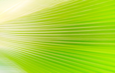 Abstract palm leaf blurred background