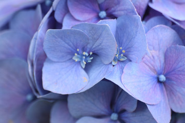 Obraz premium Macro Hydrangea flowers in natural background