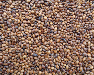 Roasted Barley Close-up for Background, Texture 