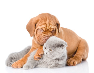 Bordeaux puppy embracing scottish cat. isolated on white background