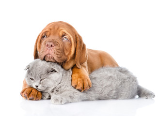Bordeaux puppy embracing sleeping cat. isolated on white background