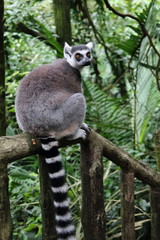 Fototapeta premium Ring Tailed Lemur 1