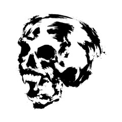 The human skull on a white background