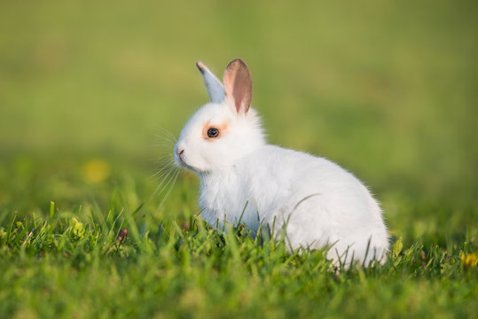 Little dwarf rabbit in summer