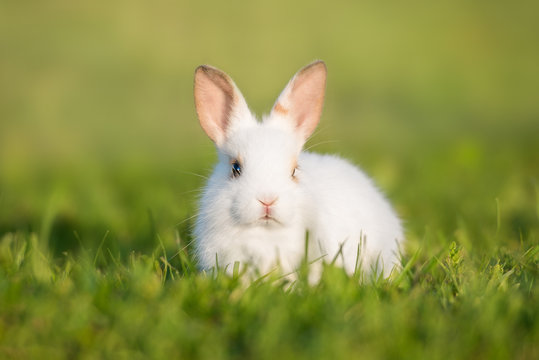 Little rabbit sitting on the lawn in summer
