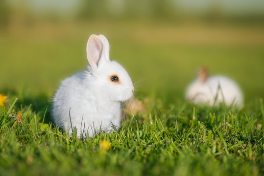 Little rabbits walking outdoors in summer