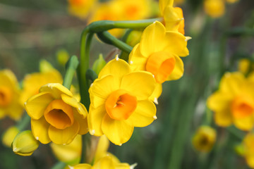Obraz premium Jonquils Bright Yellow and Orange 1