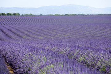 Obraz premium lavande en provence