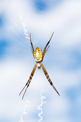 spider wed on sky background