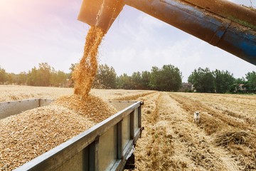 Combine harvester unloading grain in a wheat field