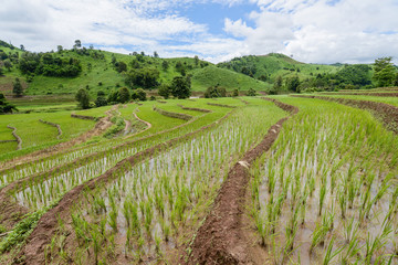 Fototapeta na wymiar The rice terraces and agriculture filed of the countryside of northern Thailand.