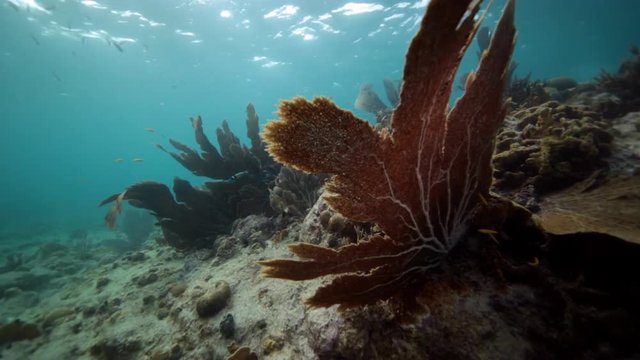 Unterwasser - Riff - Koralle - Gorgonie - Seefächer  - Tauchen - Curacao - Karibik