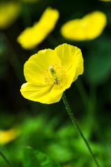 Welsh Poppy-Meconopsis Cambrica