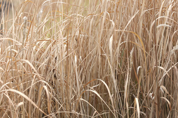 dry grass in agricultural areas.