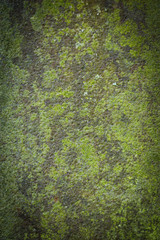 Old rusty metal sheet covered with moss