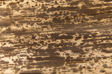 Fototapeta premium 竹の皮