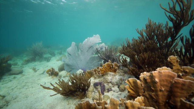 Unterwasser - Riff - Koralle - Gorgonie - Seefächer  - Tauchen - Curacao - Karibik