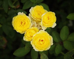 yellow roses in the garden
