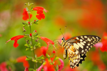 Butterfly in the nature tropical garden