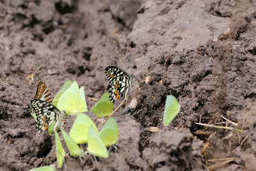 Yellow butterflies eating minerals on the ground.