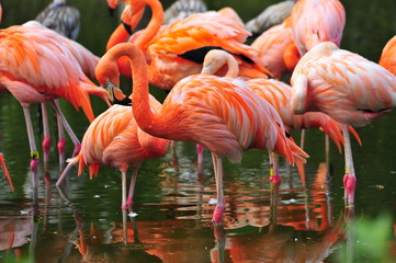 flamingos