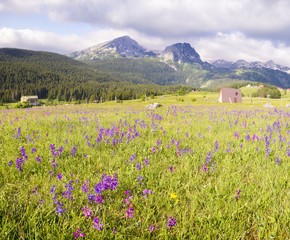 Kwiaty kwitnące na górskiej łące,Durmitor,Czarnogóra © Mike Mareen